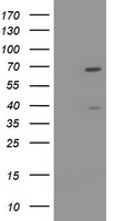 HTF9C Antibody