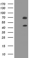 HTF9C Antibody