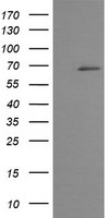 HTF9C Antibody