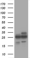 PSMA2 Antibody