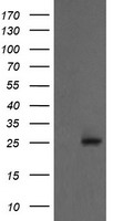 PSMA2 Antibody