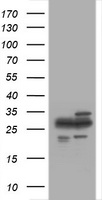 PSMA2 Antibody