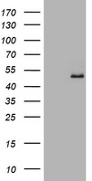 GAPDHS Antibody