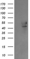B3GNT2 Antibody