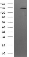 PI 3 Kinase catalytic subunit gamma Antibody