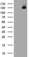 PI 3 Kinase catalytic subunit gamma Antibody