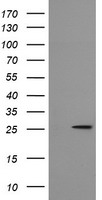 MRPS34 Antibody