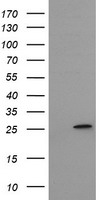 MRPS34 Antibody