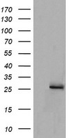 MRPS34 Antibody