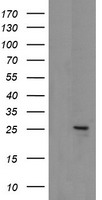 MRPS34 Antibody