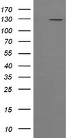PI 3 Kinase catalytic subunit gamma Antibody