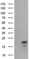 NDUFB10 Antibody