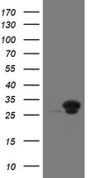 UBE2S Antibody