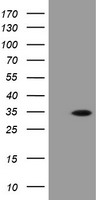 PLPBP Antibody