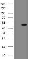 SCYL1BP1 Antibody