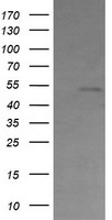 Cbl c Antibody