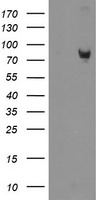 DREF Antibody