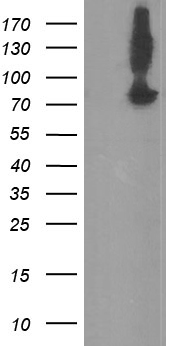 DREF Antibody