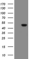GORAB Antibody