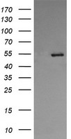 ERp57 Antibody