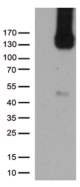 CD31 Antibody