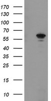 FTCD Antibody