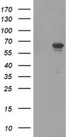 FTCD Antibody