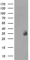 MMACHC Antibody