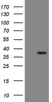SLUG Antibody