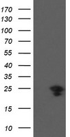 PFDN3 Antibody