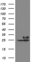 VBP1 Antibody