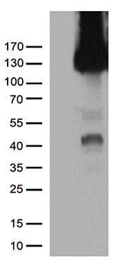 CD31 Antibody