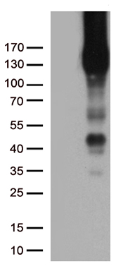 CD31 Antibody