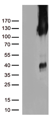 CD31 Antibody