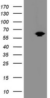 ACBD3 Antibody