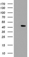LDAH Antibody