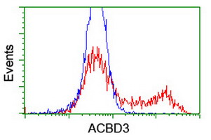 ACBD3 Antibody