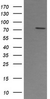 PADI4 Antibody