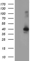 CRYZL1 Antibody