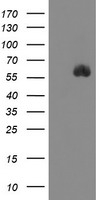 SPINT1 Antibody