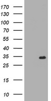 RYBP Antibody