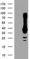 CRYZL1 Antibody