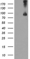 TFR2 Antibody