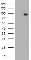 TFR2 Antibody