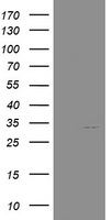 NANP Antibody