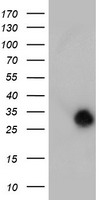 NANP Antibody