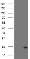 Cystatin SA Antibody