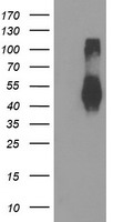 TMEFF2 Antibody
