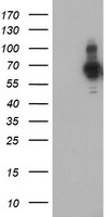 PDLIM5 Antibody