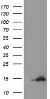 Cystatin C Antibody